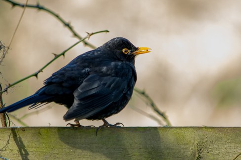 blackbird