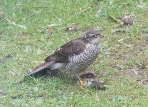 Sparrowhawk