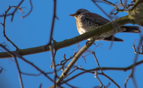 fieldfare